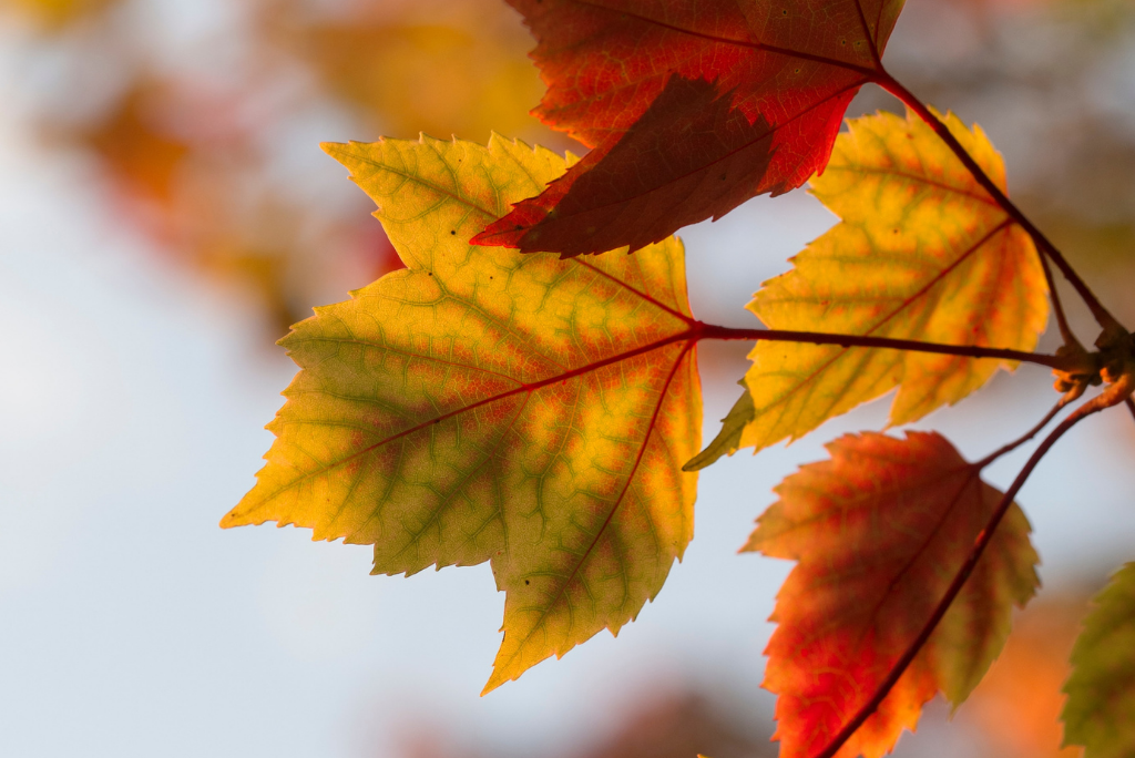 Université d'automne Le Choix de l'école